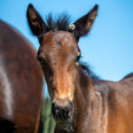 Föl u Gazelle Am 2025