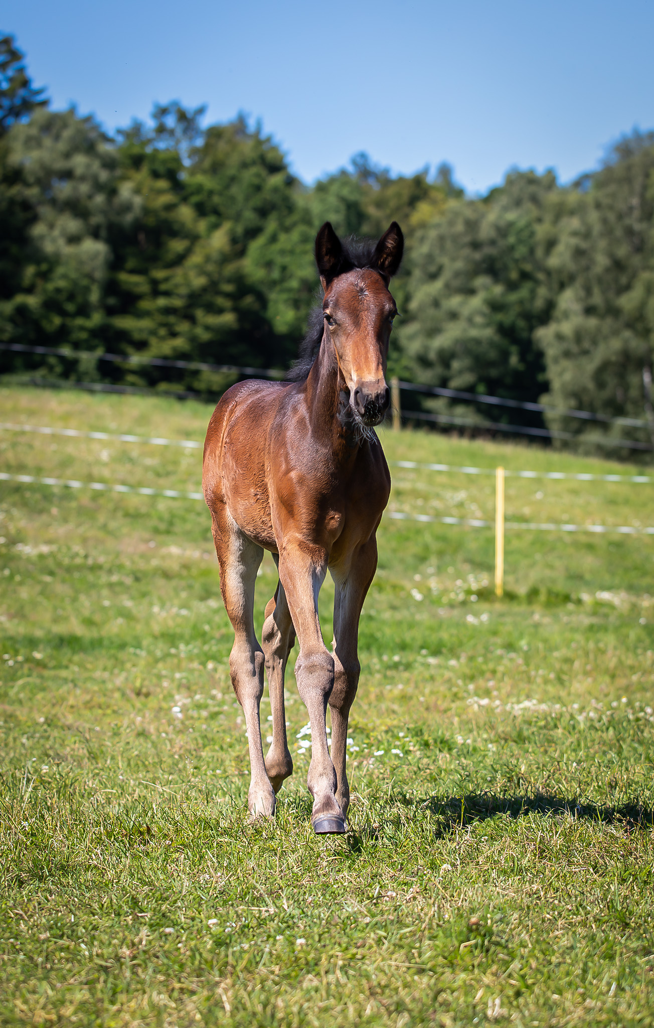 Föl u Gazelle Am 2025