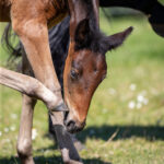 Föl u Gazelle Am 2025
