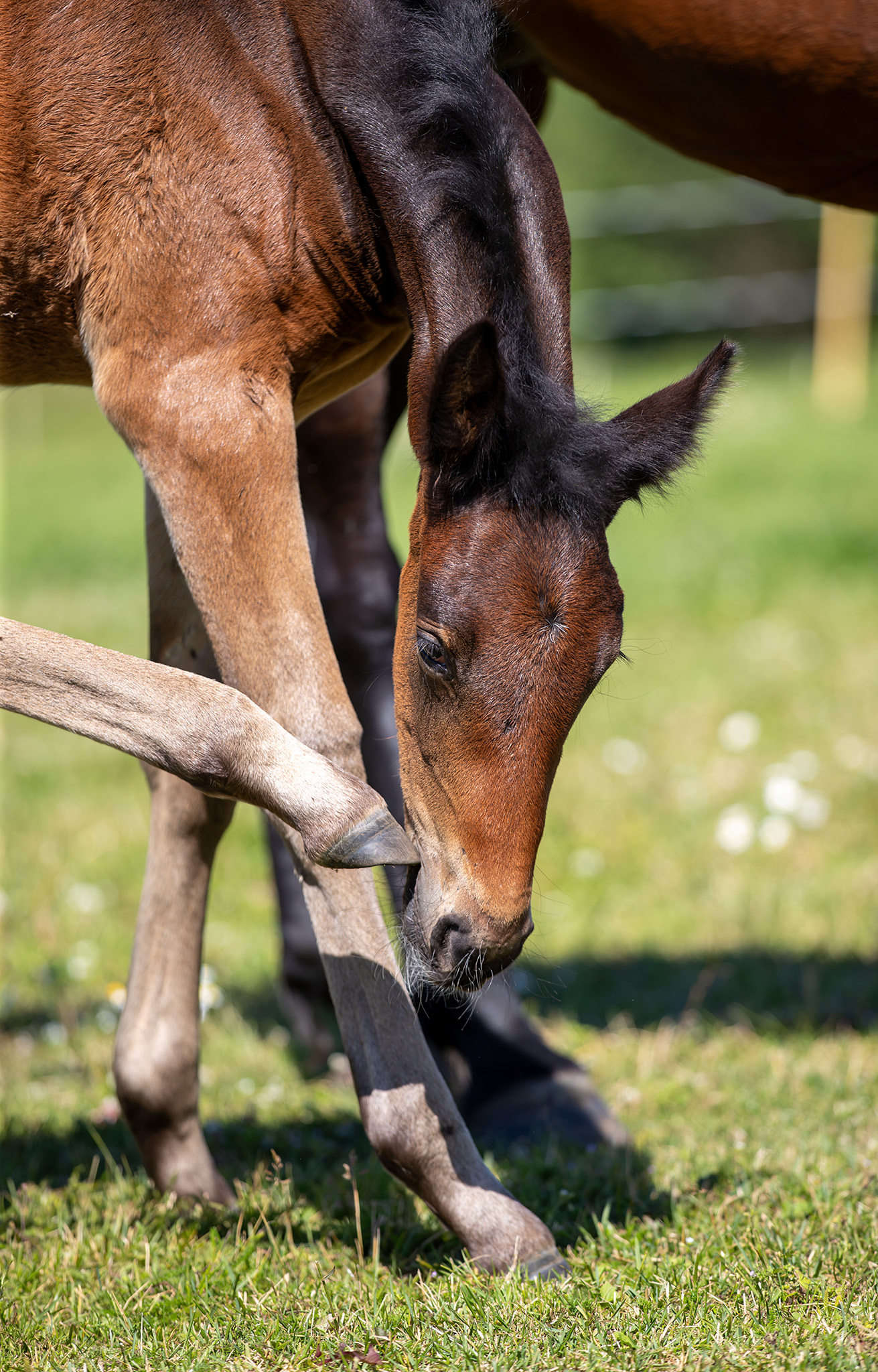 Föl u Gazelle Am 2025