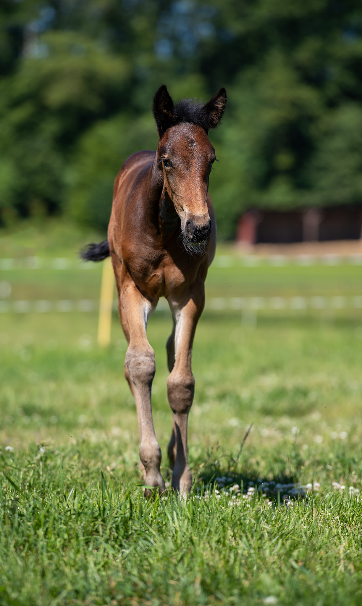 Föl u Gazelle Am 2025