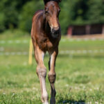 Föl u Gazelle Am 2025