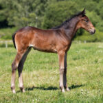 Föl u Gazelle Am 2025