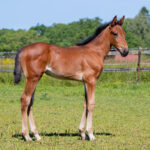 Föl u Happiness Am 2025