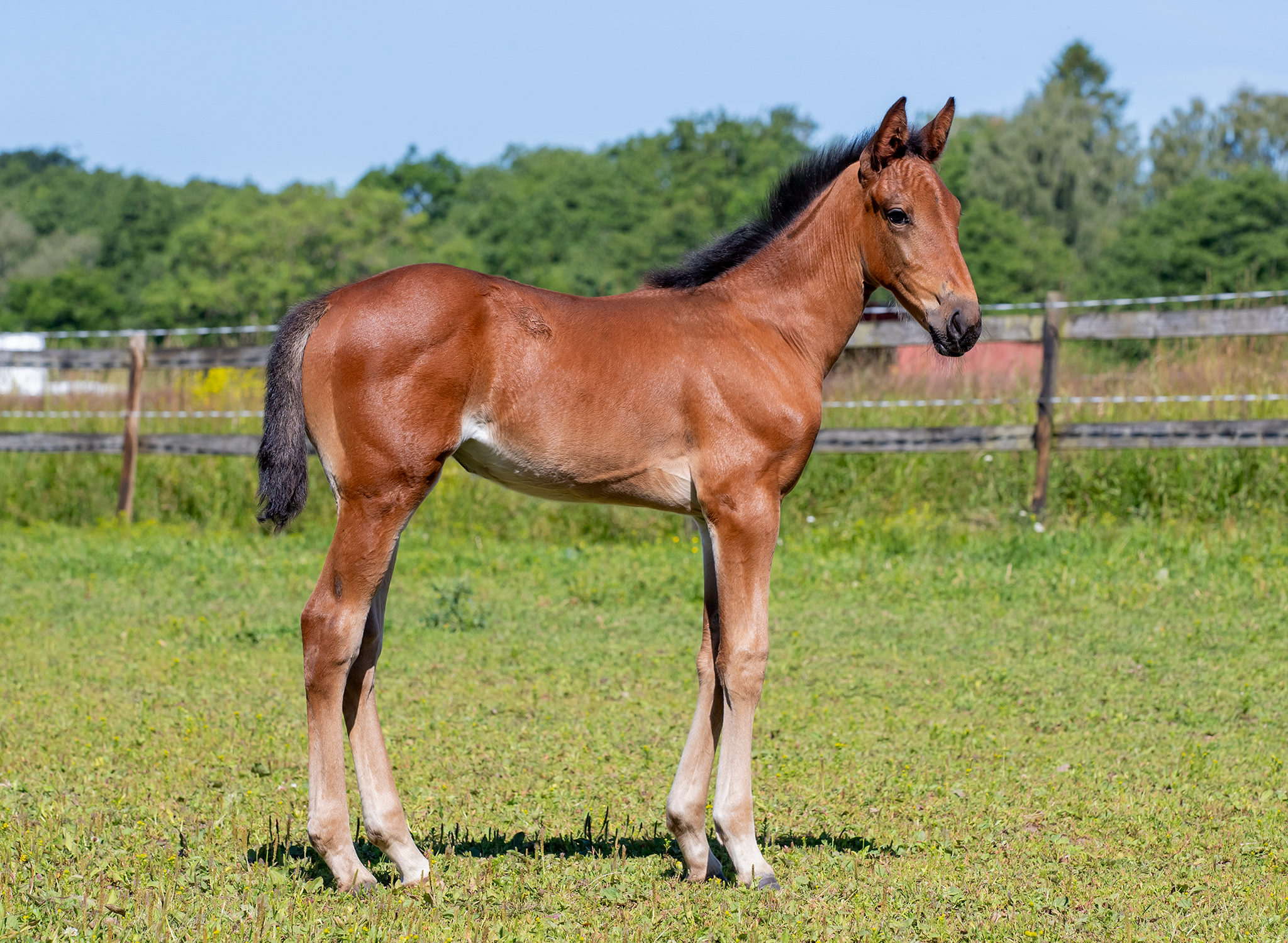 Föl u Happiness Am 2025