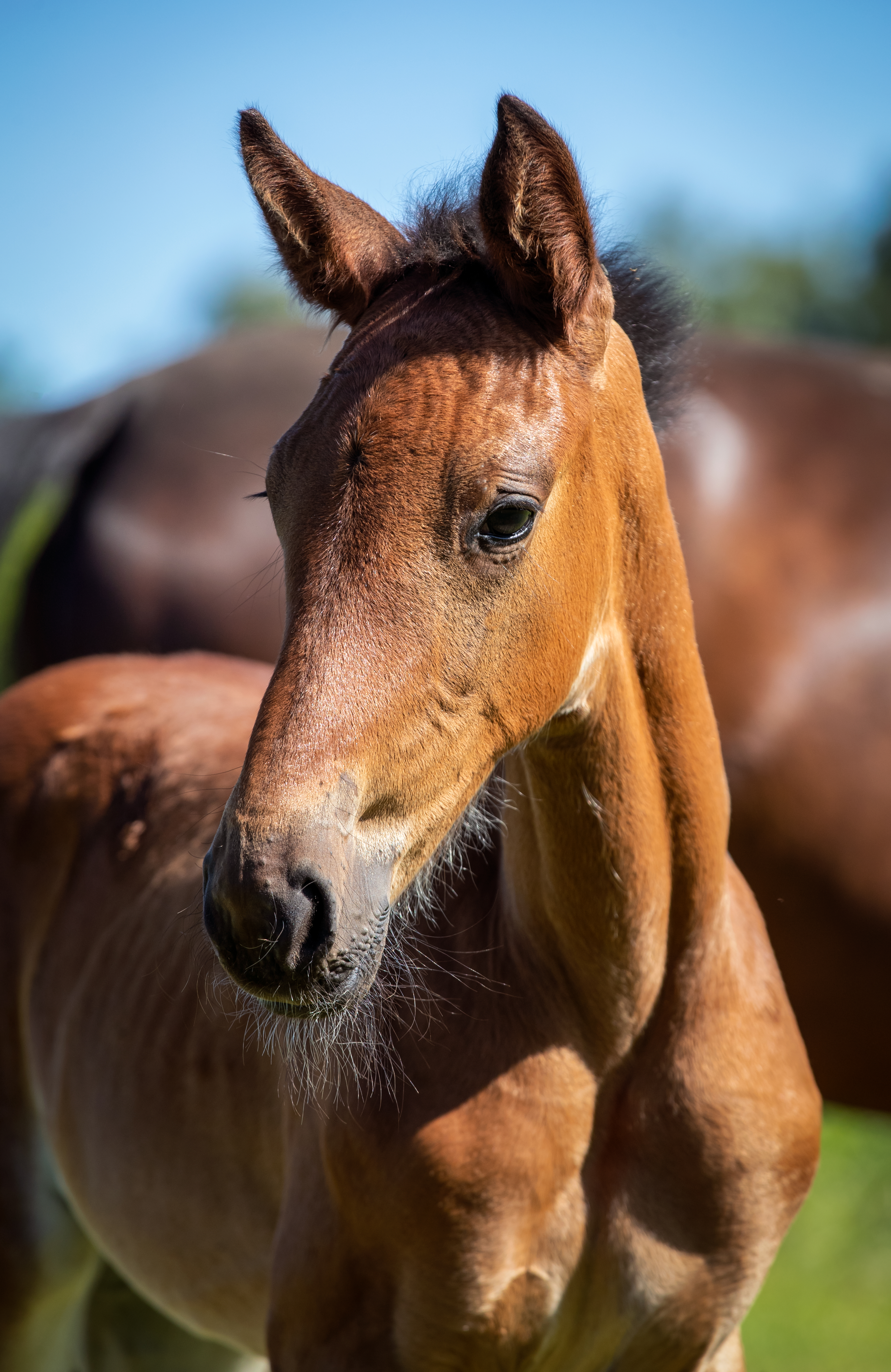 Föl u Happiness Am 2025