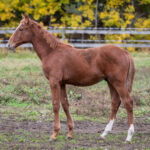 Föl u. Identity 2025