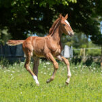 Föl u Identity 2025