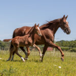 Föl u Identity 2025