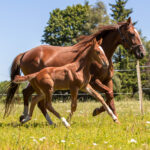 Föl u Identity 2025