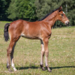 Föl u Venezia As 2025