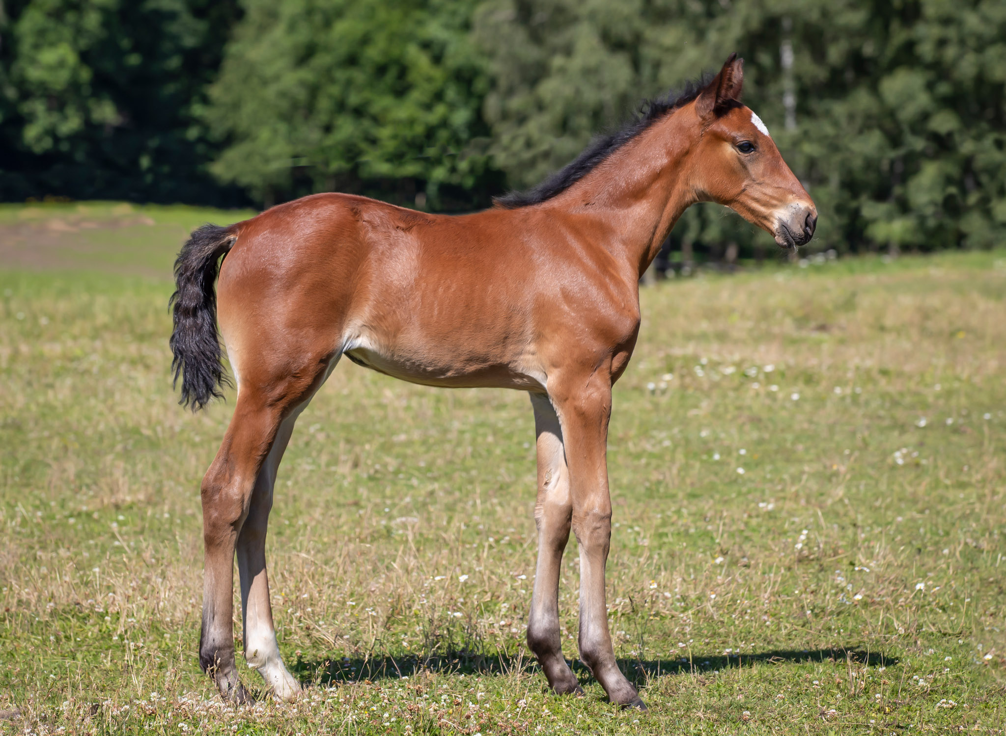 Föl u Venezia As 2025