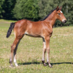 Föl u Venezia As 2025