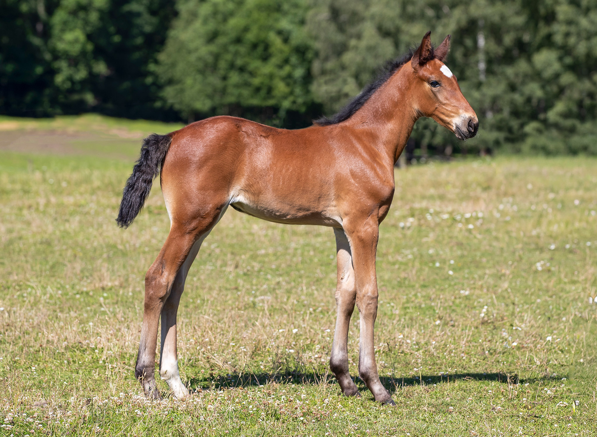 Föl u Venezia As 2025