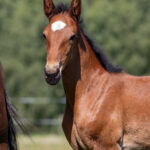 Föl u Venezia As 2025