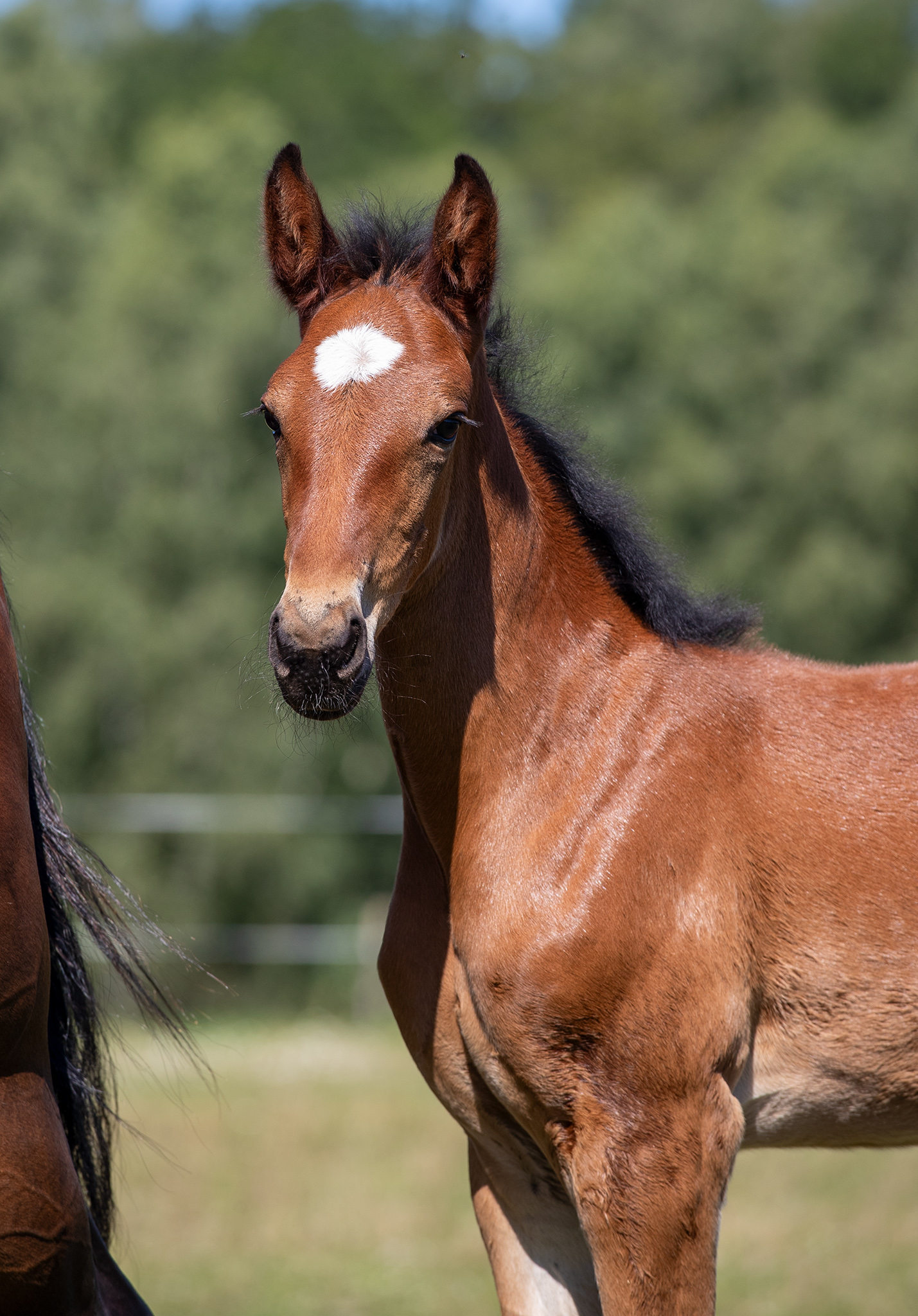 Föl u Venezia As 2025