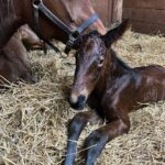 2026 Föl u Iteration hingst