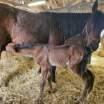 2026 föl u Hilarious Am