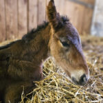 2026 föl u Hilarious Am 2