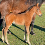 2026 föl u Hilarious Am 2