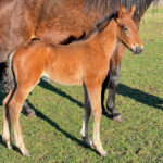 2026 föl u Hilarious Am 2