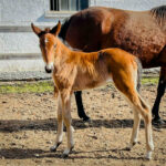 2026 föl u Meravilja sto ny 2