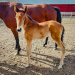 2026 föl u Meravilja sto